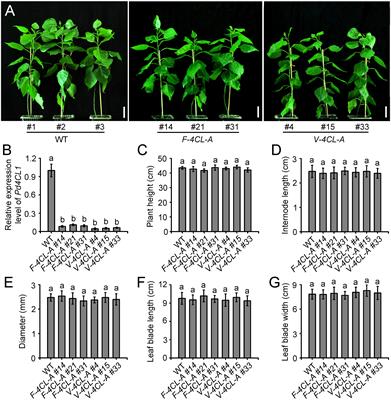 Cell-Specific Suppression of <mark class="highlighted">4-Coumarate-CoA Ligase</mark> Gene Reveals Differential Effect of Lignin on Cell Physiological Function in Populus
